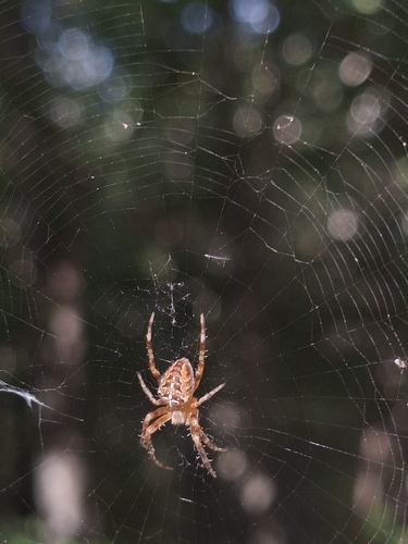 Cross Orbweaver