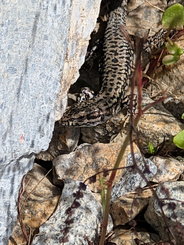 Common Wall Lizard