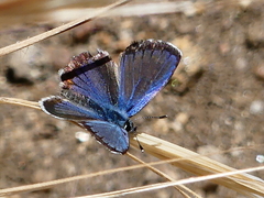 Euphilotes bernardino