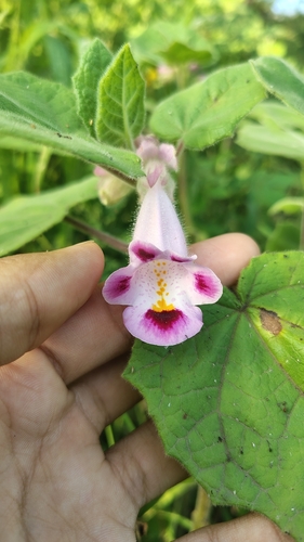 Martynia annua, photograph 3