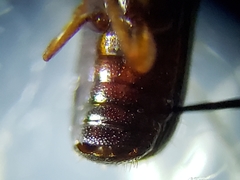 Corticeus thoracicus