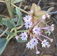 Tripterocalyx carneus
