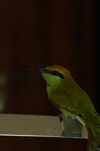 Asian Green Bee-eater