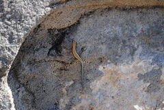 Cryptoblepharus voeltzkowi