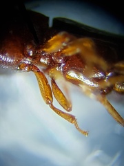 Corticeus thoracicus