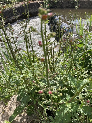Scrophularia auriculata, photograph 6