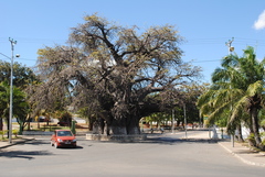 Adansonia digitata