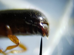 Corticeus thoracicus