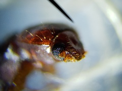 Corticeus thoracicus