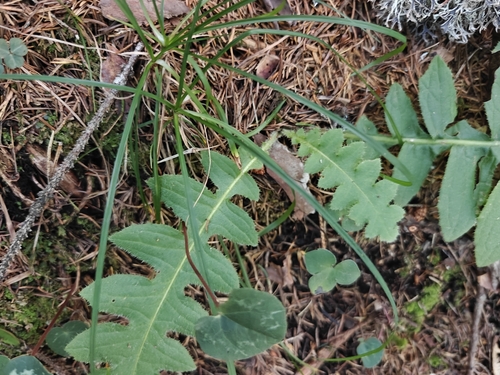 Cirsium erisithales, photograph 2