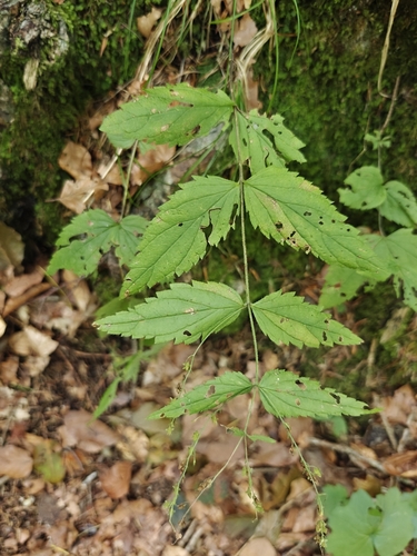 Veronica urticifolia, photograph 4