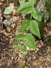 Veronica urticifolia, photograph author not stated, no rights reserved