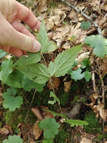 Veronica urticifolia, photograph 6