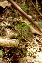 Phyllocladus trichomanoides