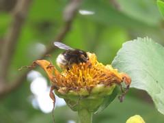 Image of Bombus volucelloides