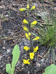 Baptisia sphaerocarpa