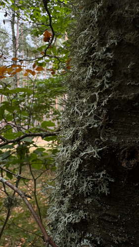 Oakmoss