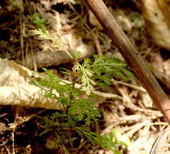 Phyllocladus trichomanoides