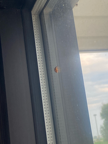 Asian Lady Beetle