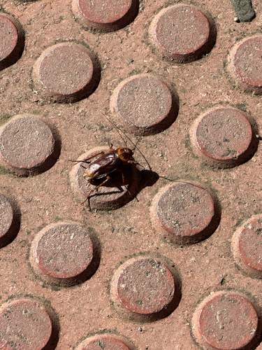 American Cockroach