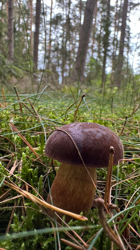 Bay Bolete