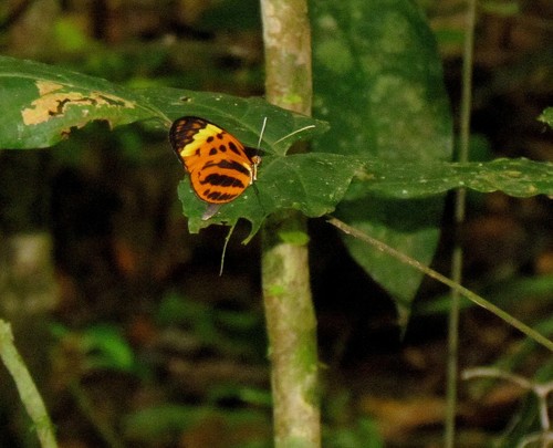 Melinaea marsaeus
