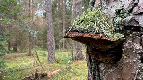 Pine Bracket