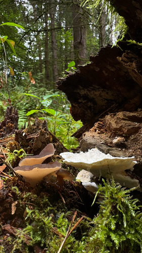 Toothed Jelly Fungus