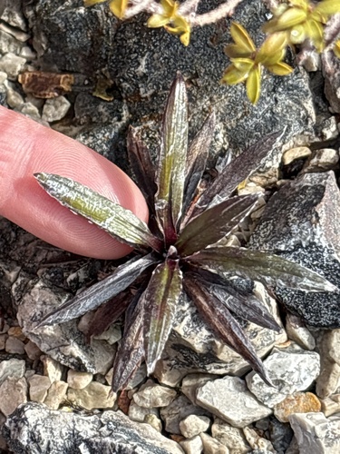 Celmisia dubia observed 2026-09-01
