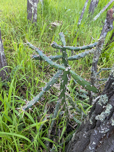 Opuntia aurantiaca, photograph 1