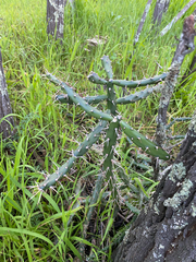 Opuntia aurantiaca