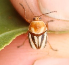 Cryptocephalus venustus