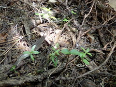 Dacrycarpus dacrydioides