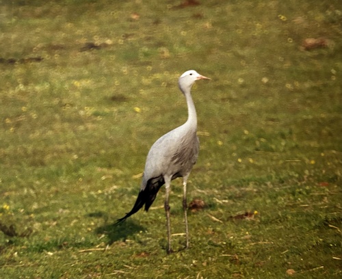 iNaturalist image