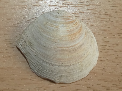 Arcopagia crassa observed 2026-08-31