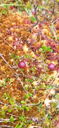 bog cranberry