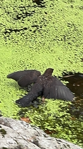 Eurasian Blackbird