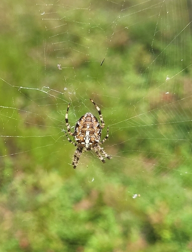 Cross Orbweaver