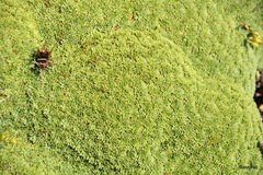 Bolax gummifera