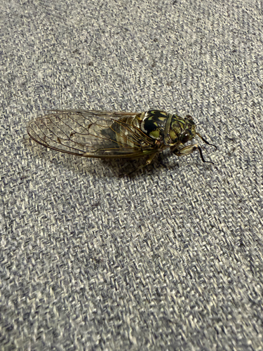 Robust Cicada