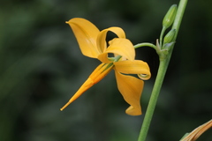 Echeandia reflexa