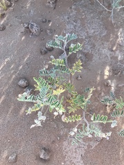 Astragalus sabulonum