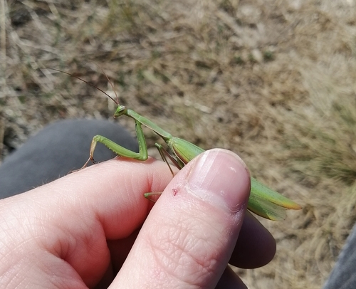 European Mantis
