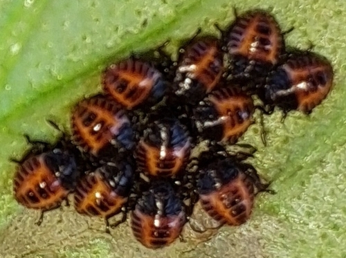 Brown Marmorated Stink Bug