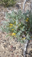 Corydalis aurea aurea