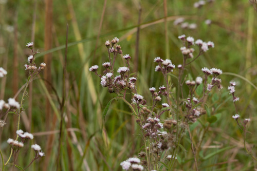Chromolaena ascendens