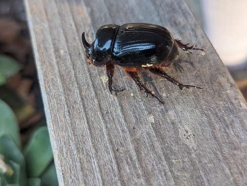 Eastern Rhinoceros Beetle
