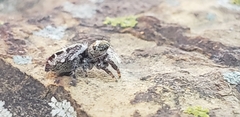 Phidippus putnami