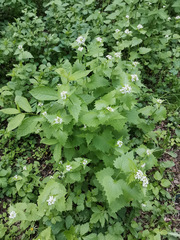 Alliaria petiolata