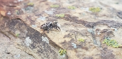Phidippus putnami